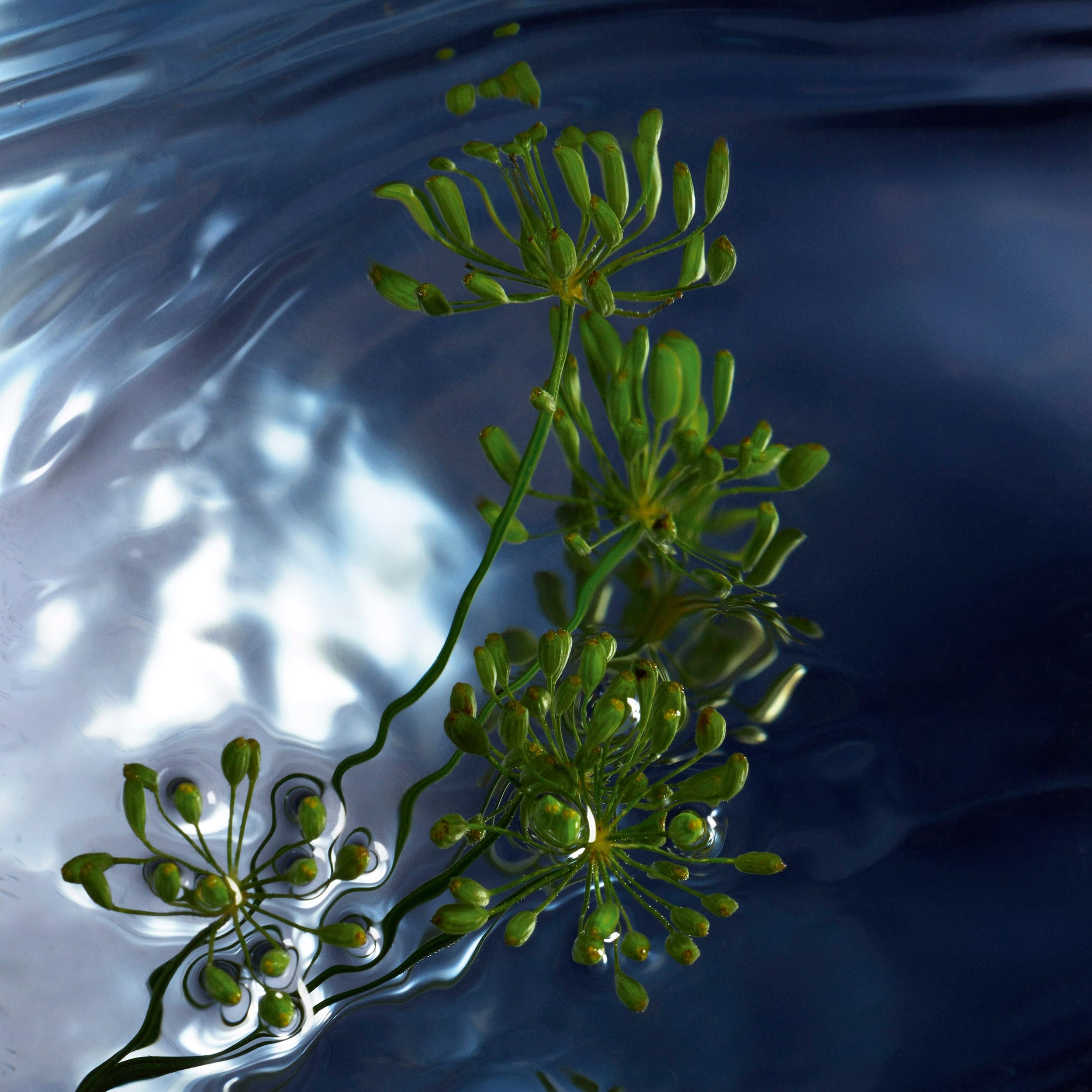 Foto 6 pulgar | Perfume Davidoff Cool Water Reborn Eau De Toilette 125 Ml - Venta Internacional.