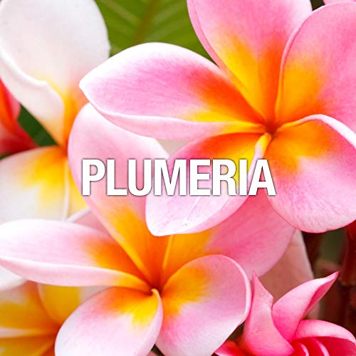 Foto 8 pulgar | Perfume Curve Wave 100 Ml para Mujer-Venta Internacional
