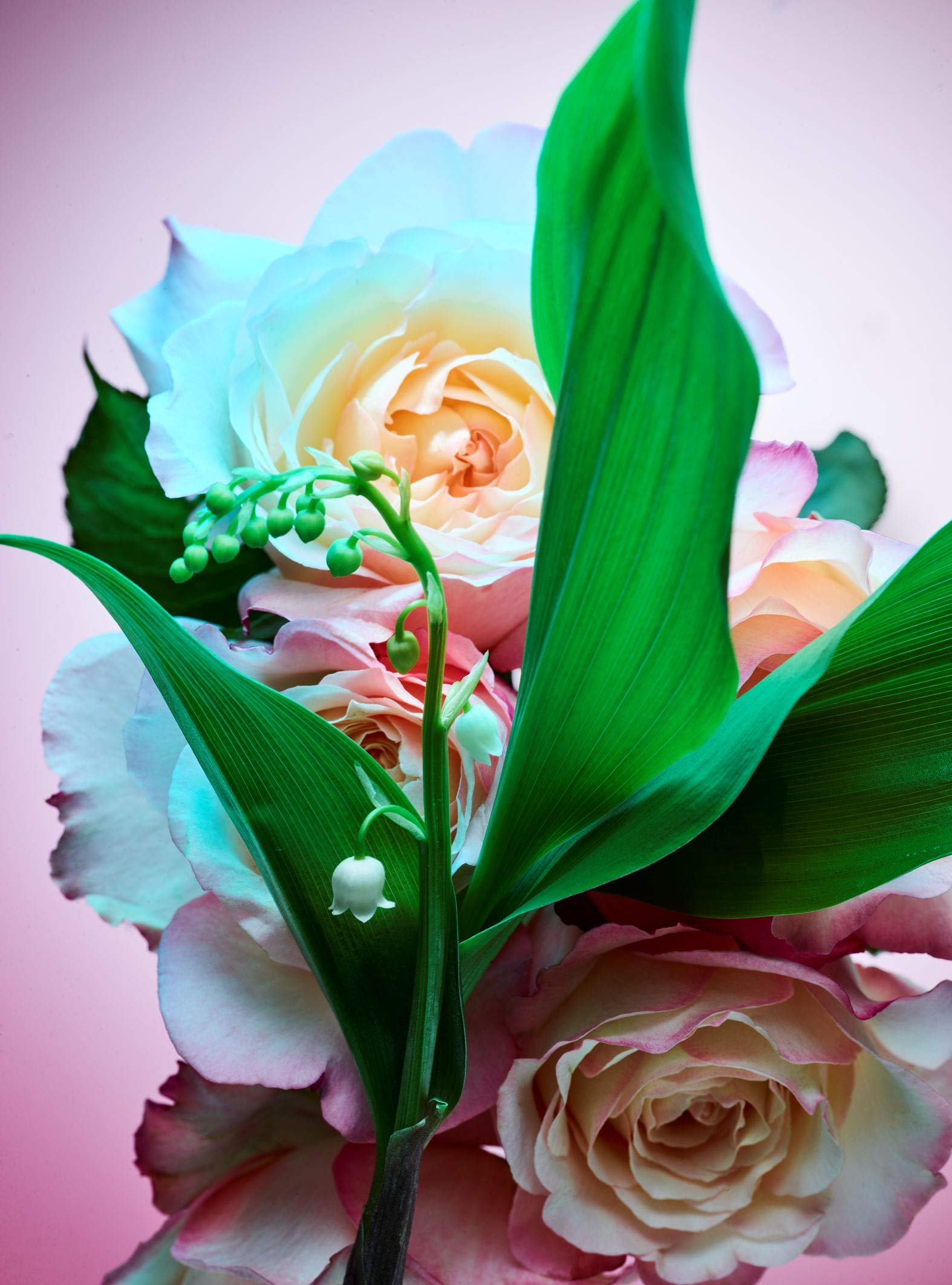Foto 6 pulgar | Perfume Bvlgari Rose Goldea Blossom Delight 75 - Venta Internacional.