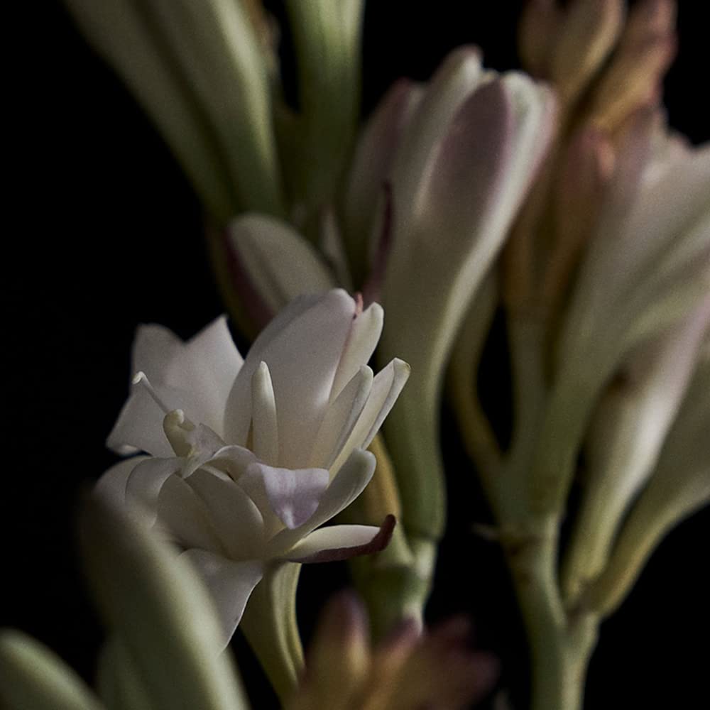 Foto 4 pulgar | Perfume Sólido A'ddict Tuberose 420 para Mujer 30 ml Sin Alcohol - Venta Internacional