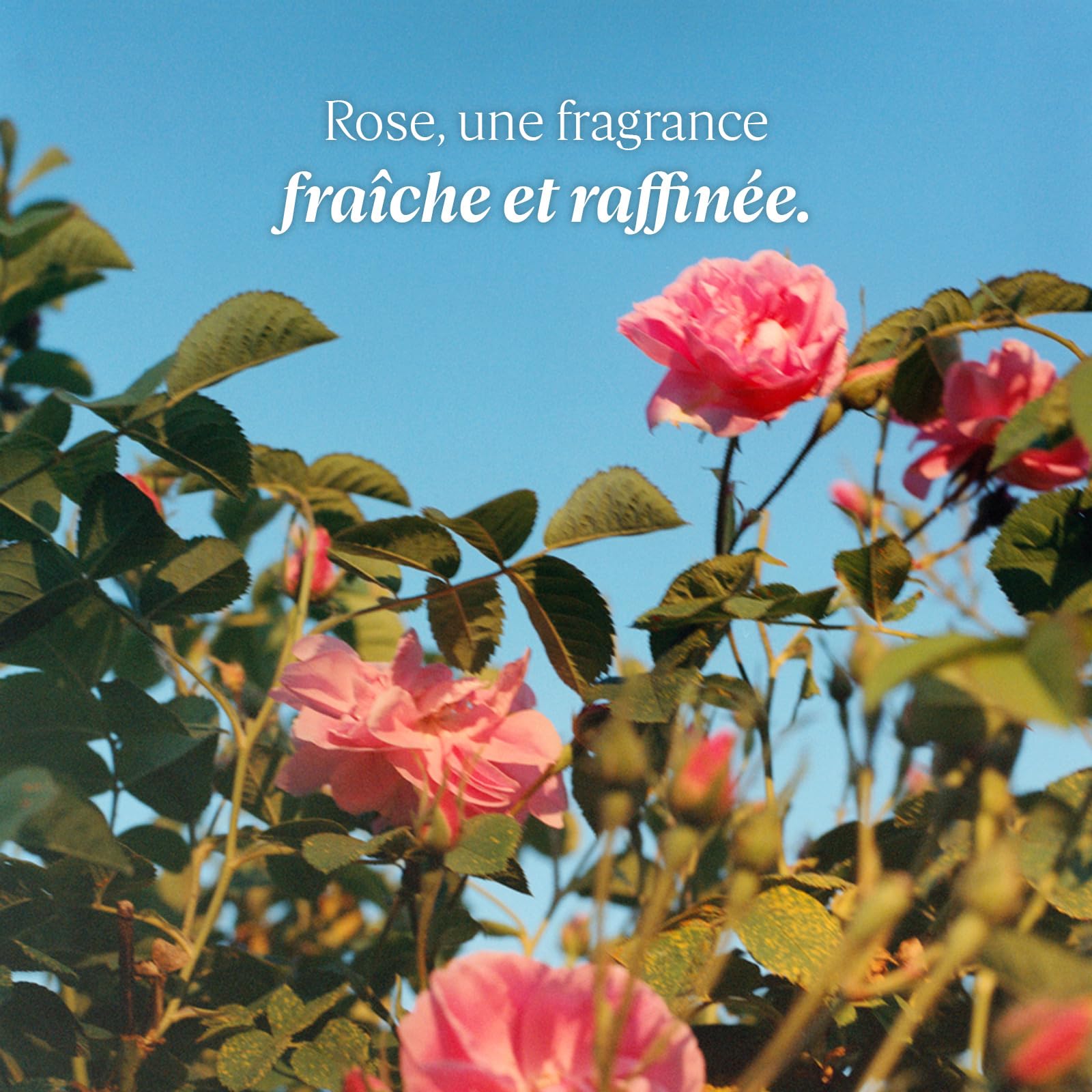 Foto 3 pulgar | Perfume L'occitane Rose Edt 75 Ml Para Mujer - Venta Internacional.