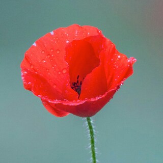 Foto 6 | Perfume English Laundry Proper Poppy Eau De Parfum, 100 Ml - Venta Internacional.