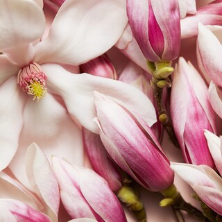 Foto 4 | Perfume Escada Celebrate Now Eau De Parfum Para Mujer, 80 Ml - Venta Internacional.