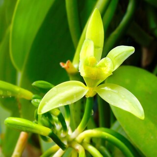 Foto 5 | Vanilla Beans Wilderness Poets Variedad Tahitiana (2 Frijoles) - Venta Internacional.