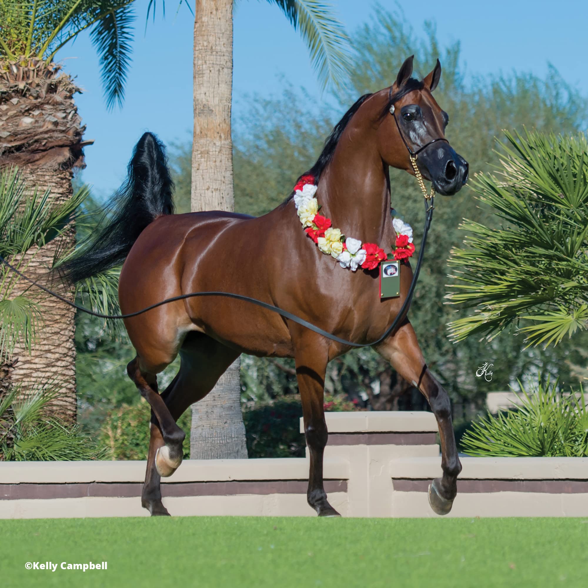 Foto 5 pulgar | Modelo De Juguete Para Caballos Breyer Horses Traditional Series Rd Marciea Bey - Venta Internacional.