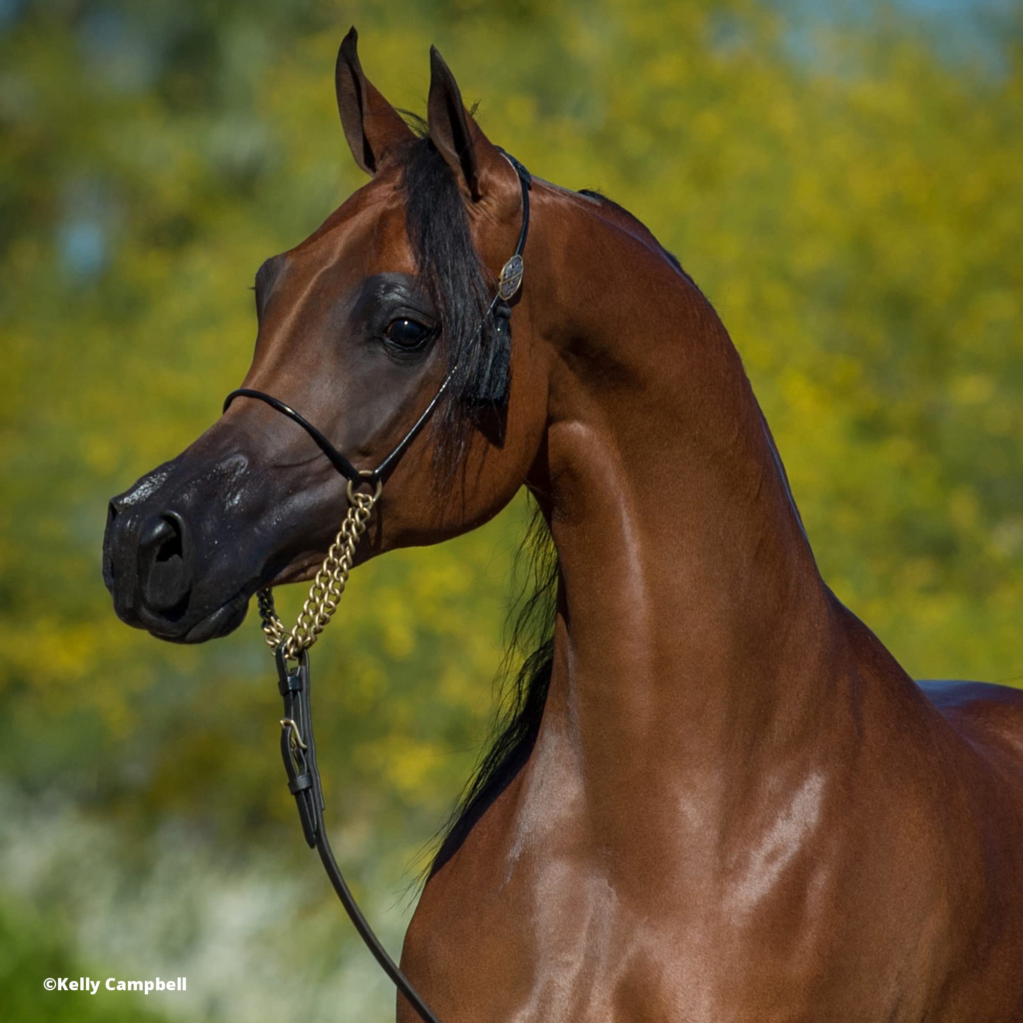Foto 6 pulgar | Modelo De Juguete Para Caballos Breyer Horses Traditional Series Rd Marciea Bey - Venta Internacional.