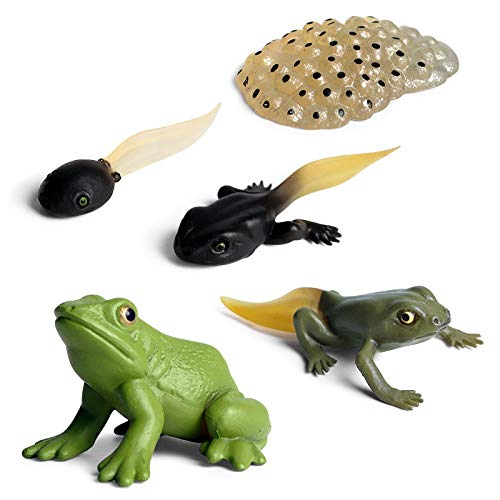 Figuras Gemini & Genius Life Cycle Of Frog Para Niños Mayores De 3 Años - Venta Internacional.