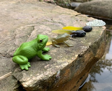 Foto 6 | Figuras Gemini & Genius Life Cycle Of Frog Para Niños Mayores De 3 Años - Venta Internacional.