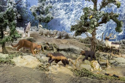 Foto 7 | Cachorro De Oso Grizzly De Figurine Safari Ltd., Wild Safari, North Amer - Venta Internacional.