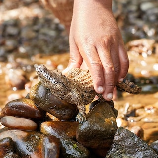 Foto 3 | Figura De Cocodrilo Schleich Wild Life Realista Con Mandíbula Móvil - Venta Internacional