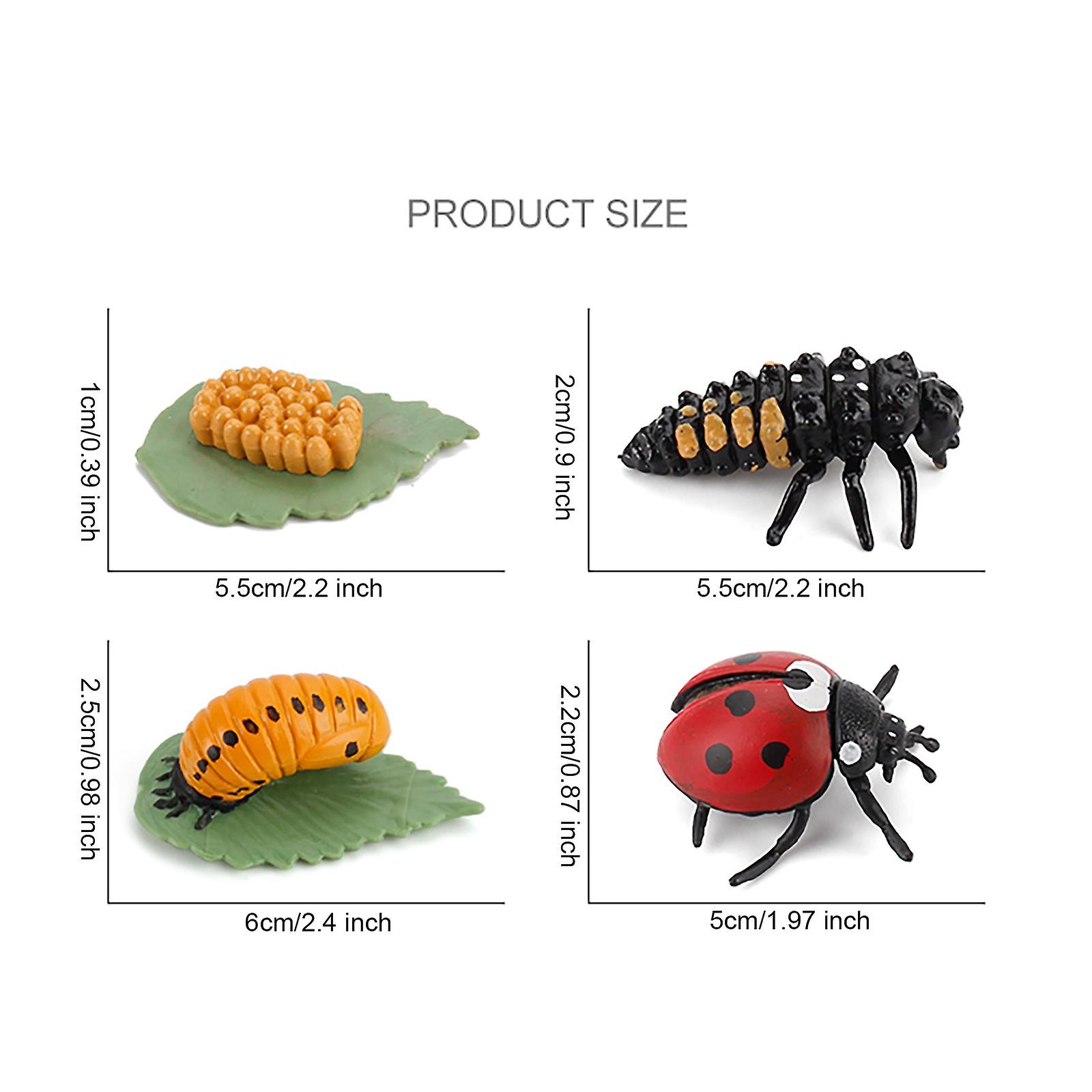 Foto 4 pulgar | Venta Internacional - Modelo De Simulación Del Ciclo De Vida De Los Artrópodos, Abeja, Mariquitas