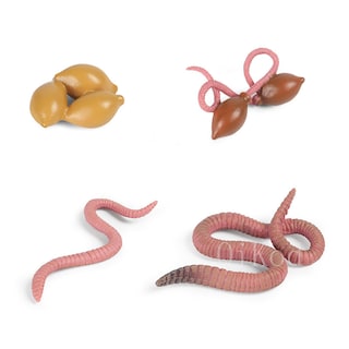 Foto 5 | Simulación De Figuras De Acción Modelo Del Ciclo De Crecimiento Animal - Venta Internacional.