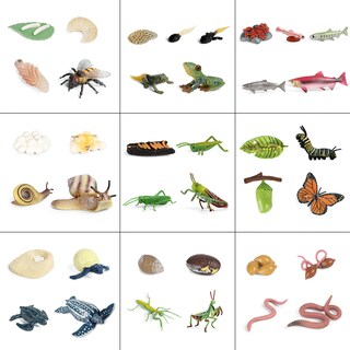 Foto 2 | Figuras De Acción Del Modelo Del Ciclo De Crecimiento Animal De Simulación - Venta Internacional.