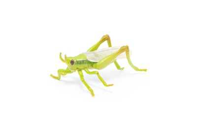 Foto 2 | Figura Papo Wild Animal Kingdom Grasshopper 50268- Venta Internacional