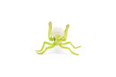 Foto 3 | Figura Papo Wild Animal Kingdom Grasshopper 50268- Venta Internacional