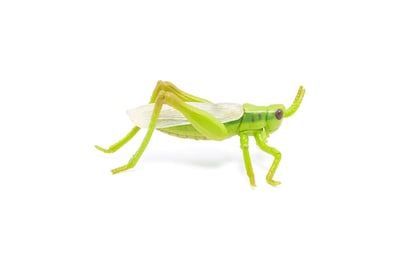 Foto 5 | Figura Papo Wild Animal Kingdom Grasshopper 50268- Venta Internacional