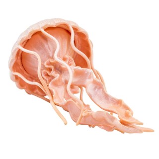 Foto 4 | Figura de Medusa de Safari Ltd. de 5 cm de plástico para niños a partir de 3 años