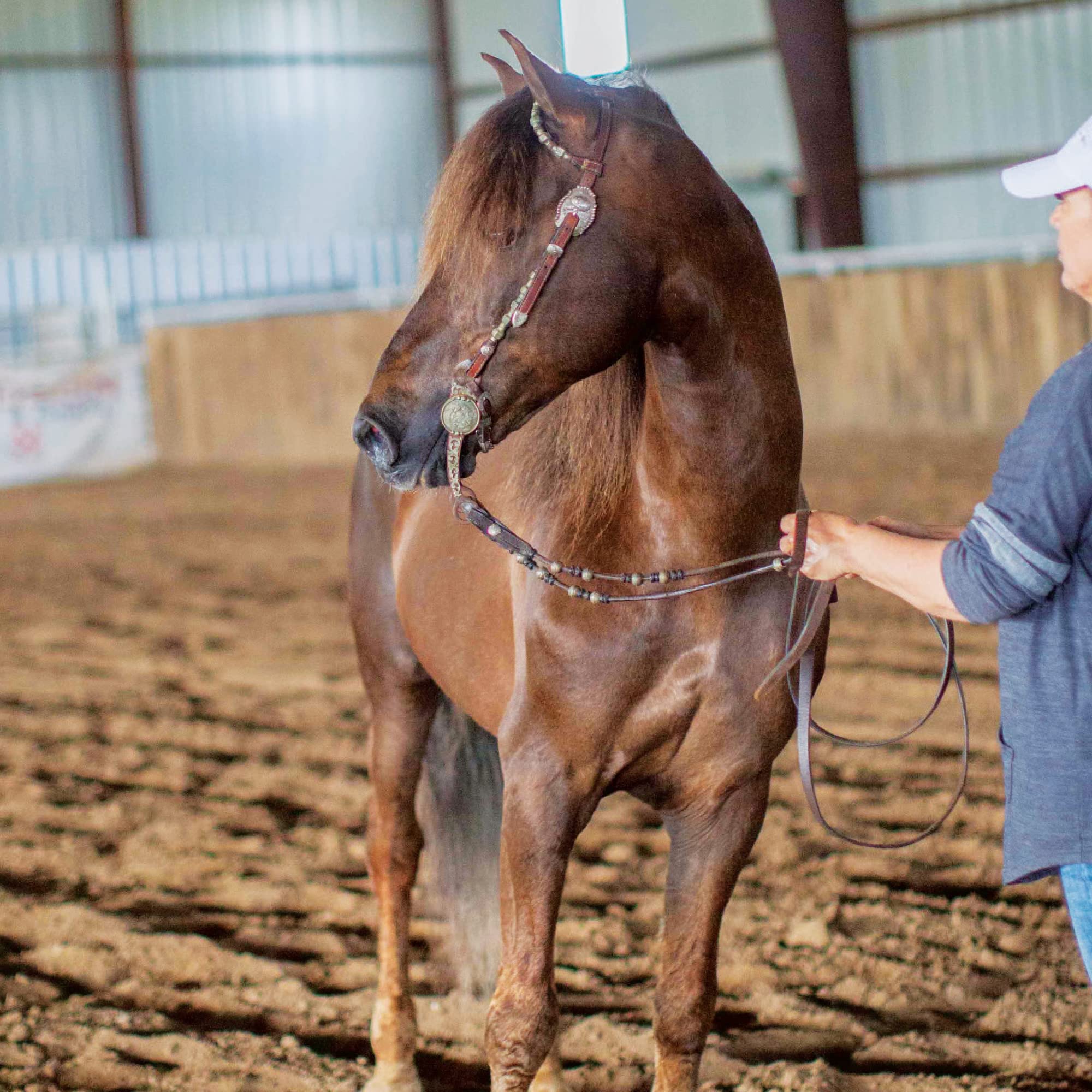 Foto 2 | Modelo De Juguete Para Caballos Breyer Horses Traditional Series Morganquest Native Sun - Venta Internacional.