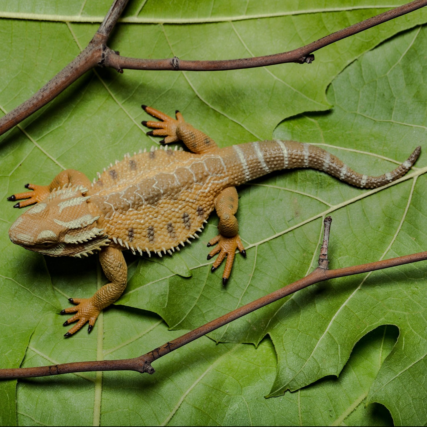 Foto 2 | Figura De Juguete Collectoun Dragón Barbudo, Lagarto, Modelo Auténtico De 4 Cm - Venta Internacional.