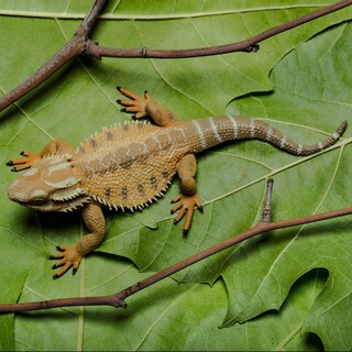 Foto 2 | Figura De Juguete Collectoun Dragón Barbudo, Lagarto, Modelo Auténtico De 4 Cm - Venta Internacional.