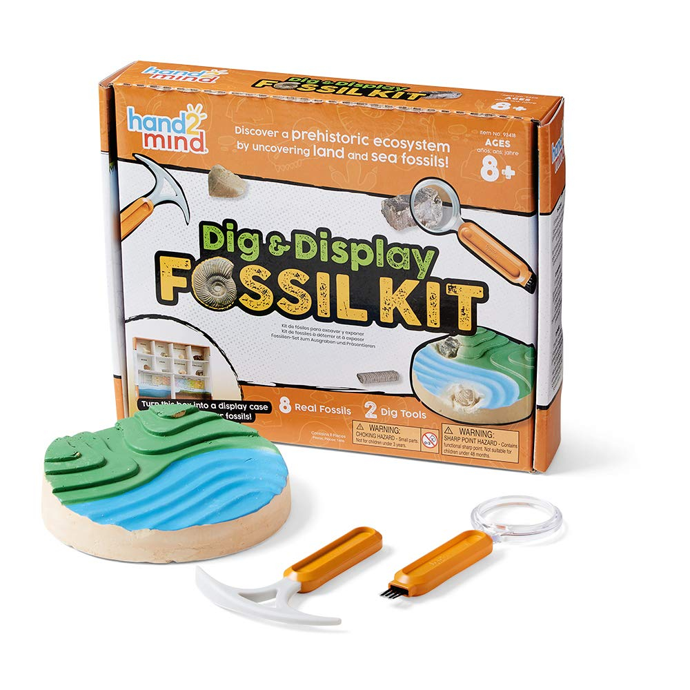 Venta Internacional - Hand2mindkit De Excavación Fósil, Vitrina Fósil, 8 Fósiles Reales Para Descubrir