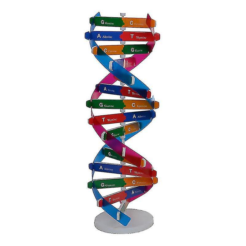 Venta Internacional - Experimento De Ciencia Biológica Con Modelo De Doble Hélice De Adn Hecho Por Usted Mismo