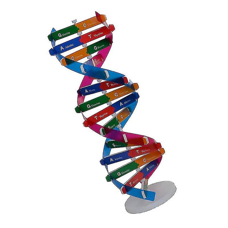 Foto 3 pulgar | Venta Internacional - Experimento De Ciencia Biológica Con Modelo De Doble Hélice De Adn Hecho Por Usted Mismo