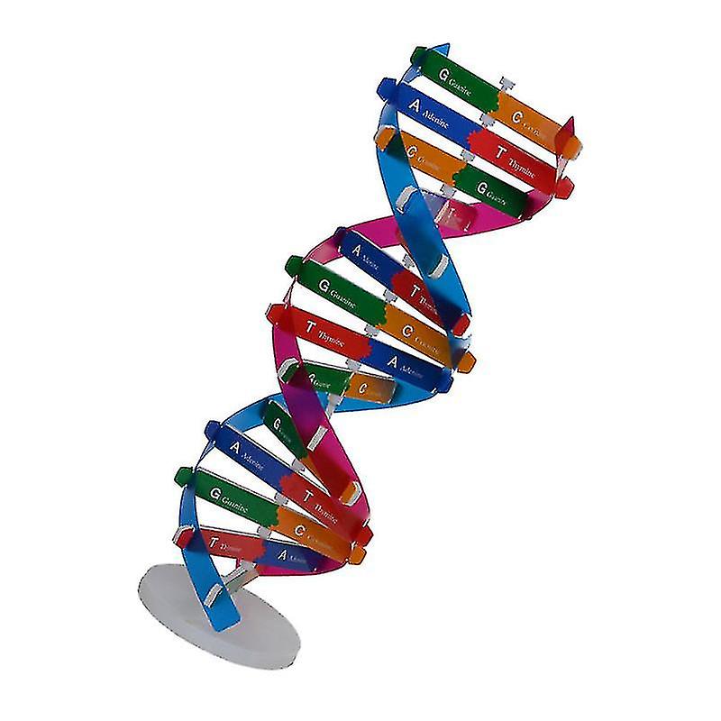 Foto 4 pulgar | Venta Internacional - Experimento De Ciencia Biológica Con Modelo De Doble Hélice De Adn Hecho Por Usted Mismo