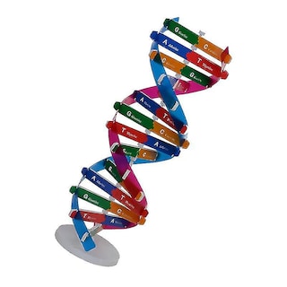 Foto 3 | Venta Internacional - Experimento De Ciencia Biológica Con Modelo De Doble Hélice De Adn Hecho Por Usted Mismo