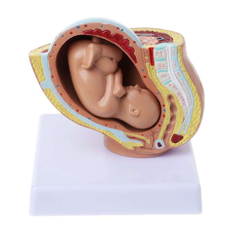 Foto 2 pulgar | Modelo De Anatomía Del Feto Humano Con Embarazo De 9 Meses (pvc) - Venta Internacional.