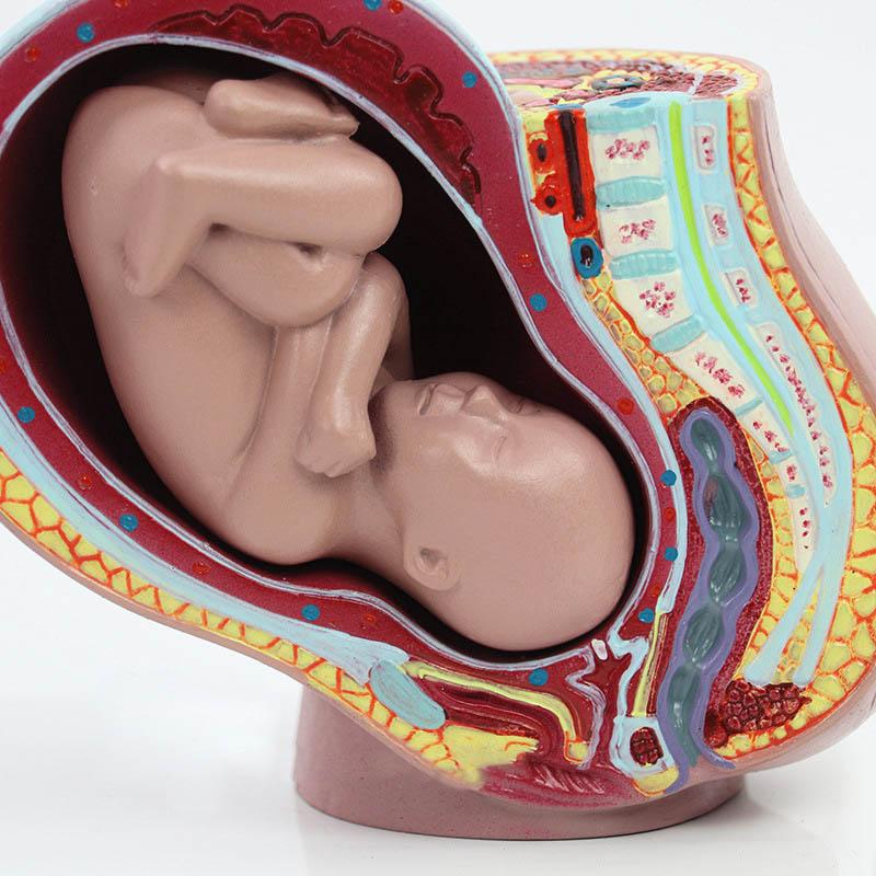 Foto 3 pulgar | Modelo De Anatomía Del Feto Humano Con Embarazo De 9 Meses (pvc) - Venta Internacional.