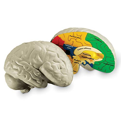 Recursos De Aprendizaje De Modelos Cerebrales Transversales Para Mayores De 7 Años - Venta Internacional