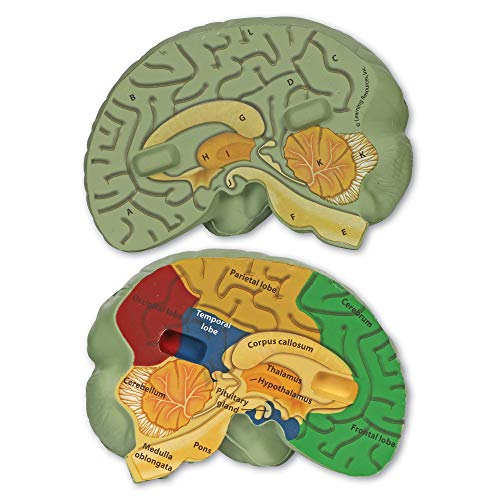 Foto 3 pulgar | Recursos De Aprendizaje De Modelos Cerebrales Transversales Para Mayores De 7 Años - Venta Internacional