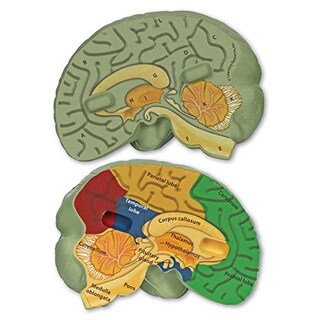 Foto 2 | Recursos De Aprendizaje De Modelos Cerebrales Transversales Para Mayores De 7 Años - Venta Internacional