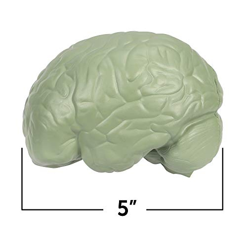 Foto 4 pulgar | Recursos De Aprendizaje De Modelos Cerebrales Transversales Para Mayores De 7 Años - Venta Internacional