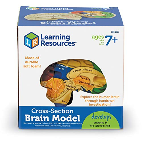 Foto 5 pulgar | Recursos De Aprendizaje De Modelos Cerebrales Transversales Para Mayores De 7 Años - Venta Internacional