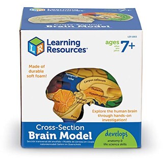 Foto 4 | Recursos De Aprendizaje De Modelos Cerebrales Transversales Para Mayores De 7 Años - Venta Internacional