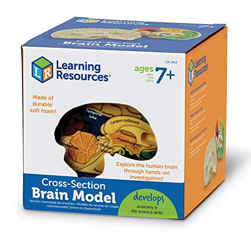 Foto 6 pulgar | Recursos De Aprendizaje De Modelos Cerebrales Transversales Para Mayores De 7 Años - Venta Internacional