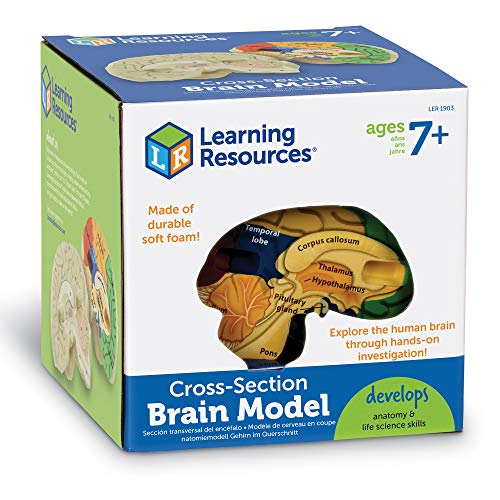 Foto 7 pulgar | Recursos De Aprendizaje De Modelos Cerebrales Transversales Para Mayores De 7 Años - Venta Internacional