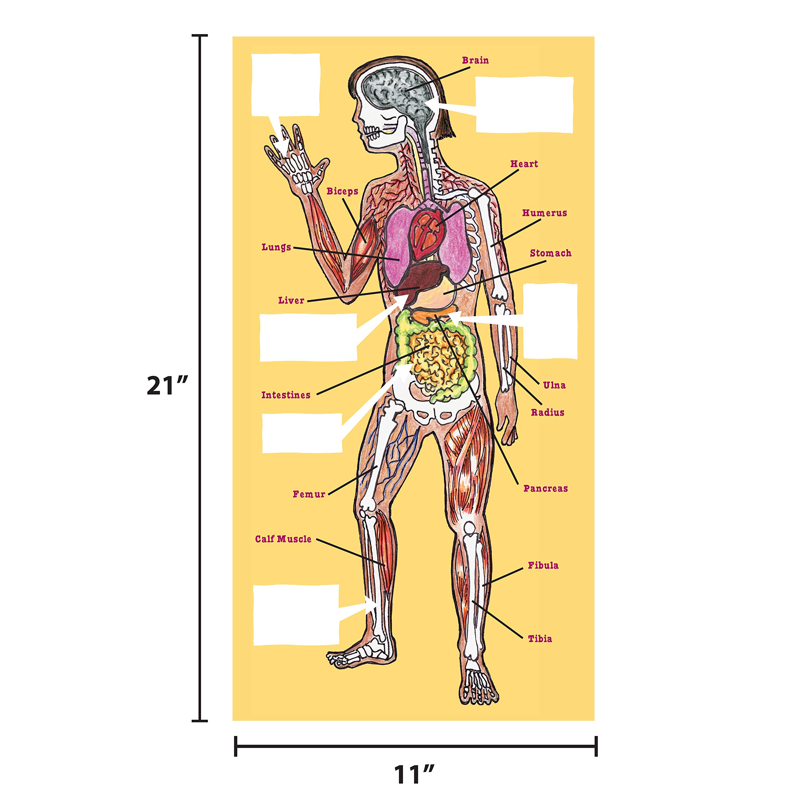 Foto 7 pulgar | Kit Stem The Magic School Bus: Human Body Lab Horizon Group - Venta Internacional