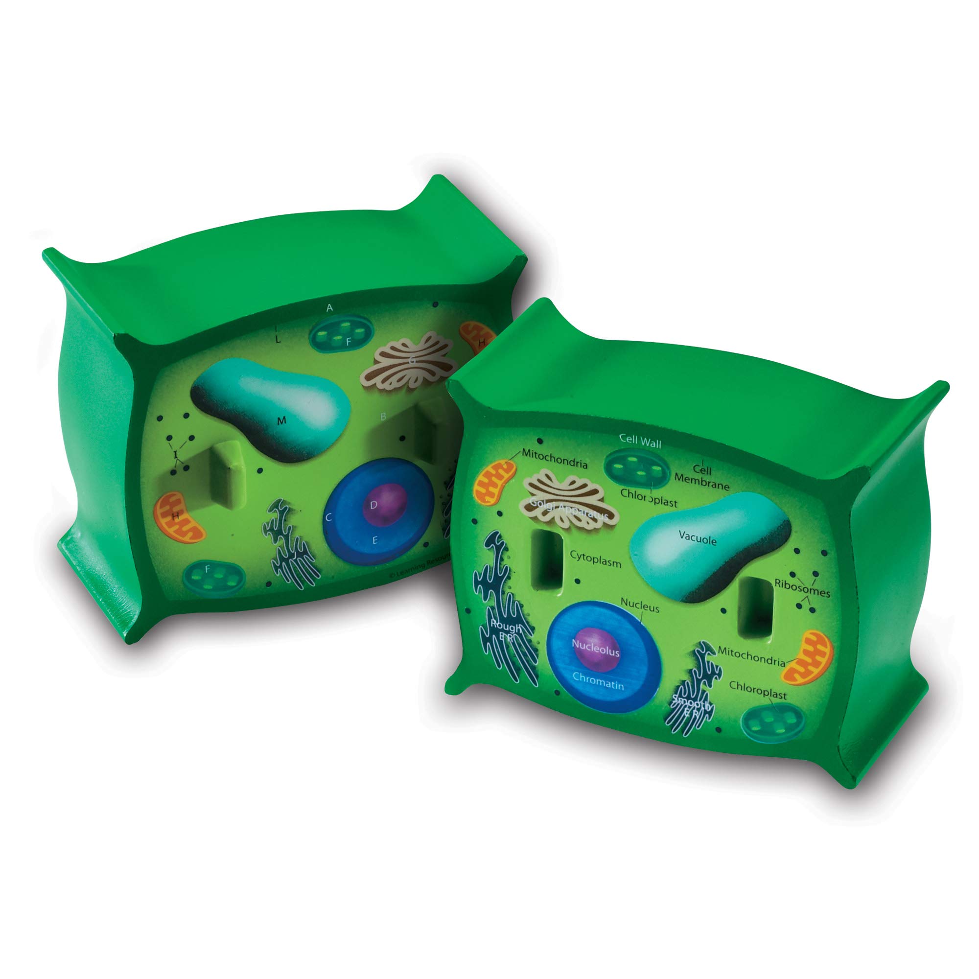 Plant Cell Model Learning Resources Transversal Section Foam 7+ - Venta Internacional.