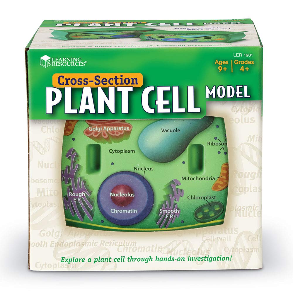 Foto 3 pulgar | Plant Cell Model Learning Resources Transversal Section Foam 7+ - Venta Internacional.