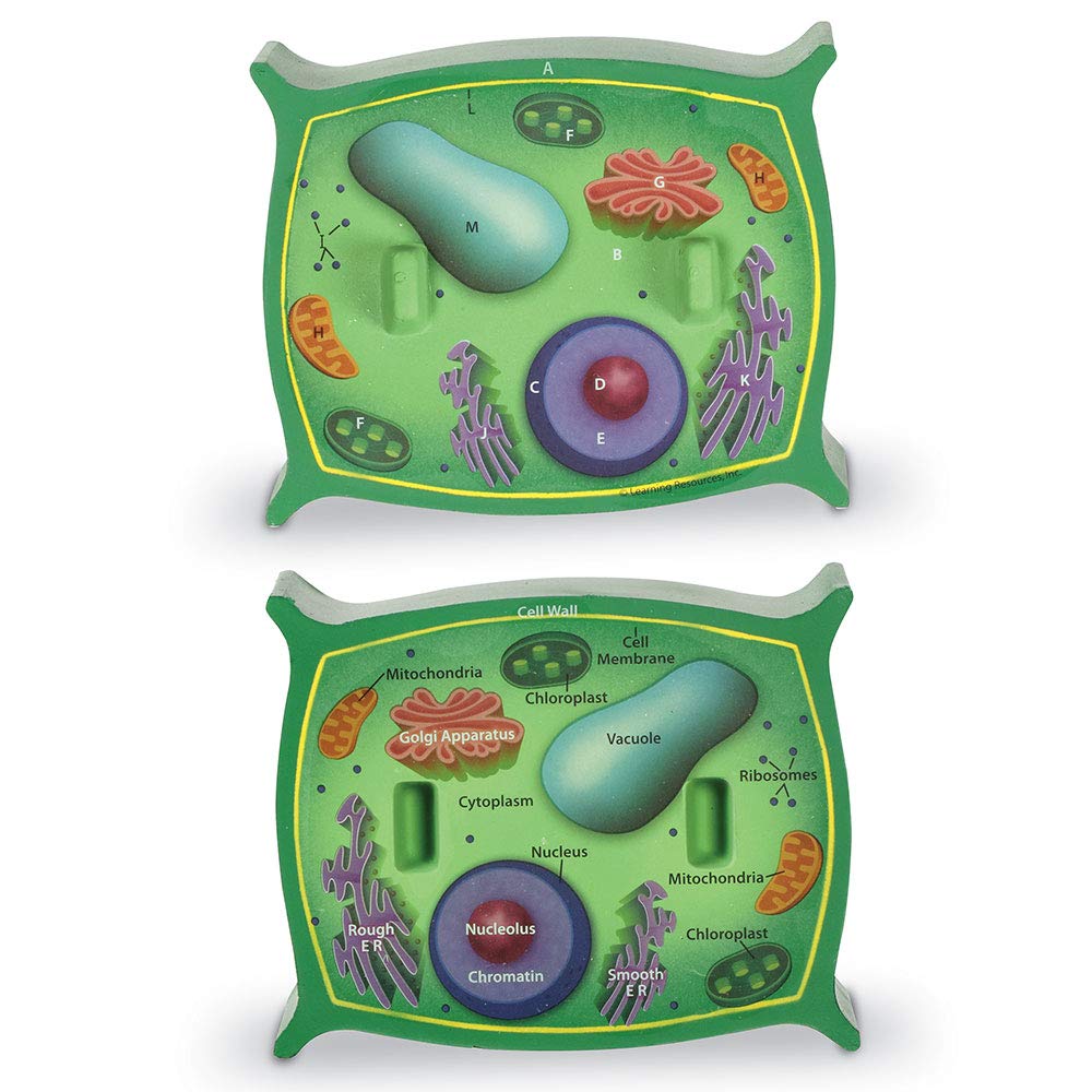 Foto 4 pulgar | Plant Cell Model Learning Resources Transversal Section Foam 7+ - Venta Internacional.