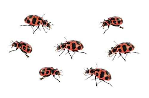 Foto 7 pulgar | Kit De Cultivo De Mariquitas Insect Lore Ladybug Land Con 10 A 15 Larvas - Venta Internacional.