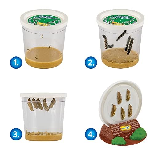 Foto 6 pulgar | Kit De Mariposas Butterfly Garden Insect Lore Con Orugas Vivas - Venta Internacional.