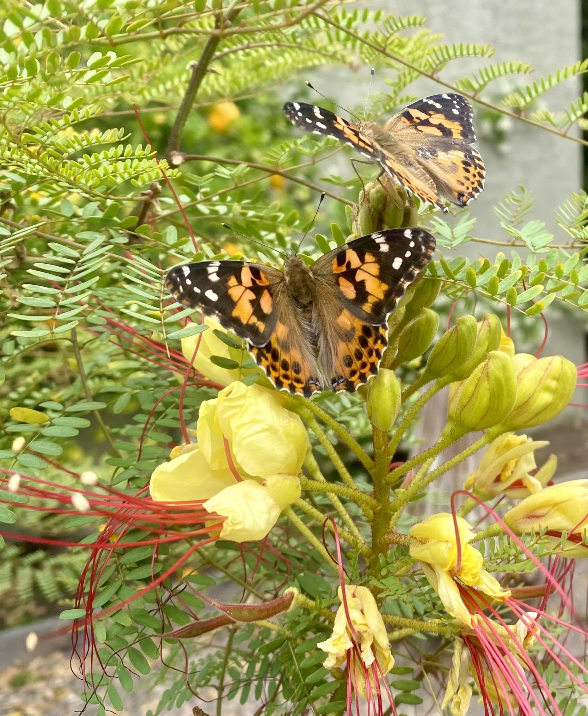 Foto 7 pulgar | Kit De Mariposas Butterfly Garden Insect Lore Con Orugas Vivas - Venta Internacional.