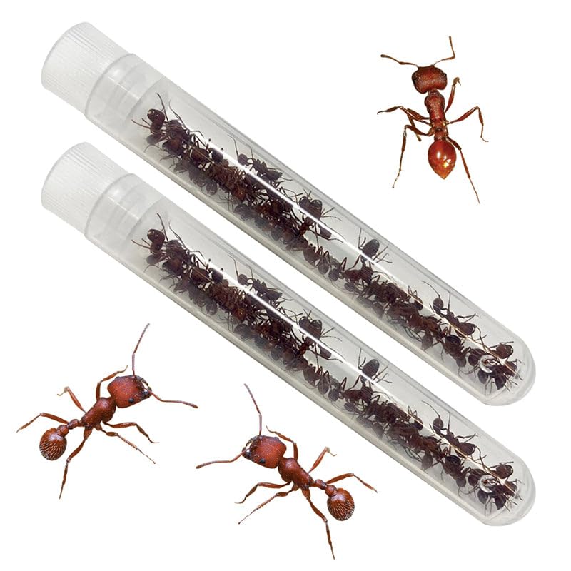 Foto 5 pulgar | Hábitat Para Hormigas Ant Hill Insect Lore Con Cupón Para Hormigas Occidentales - Venta Internacional.