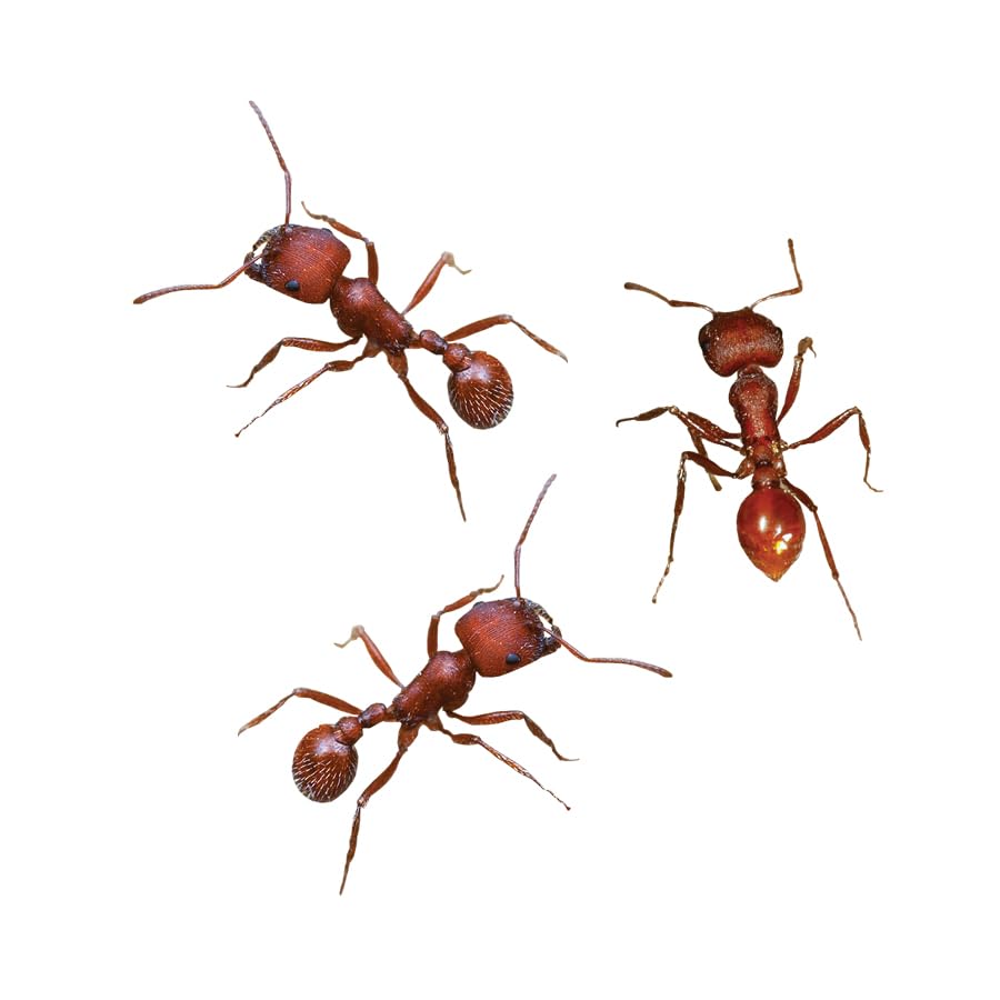 Foto 6 | Hábitat Para Hormigas Ant Hill Insect Lore Con Cupón Para Hormigas Occidentales - Venta Internacional.