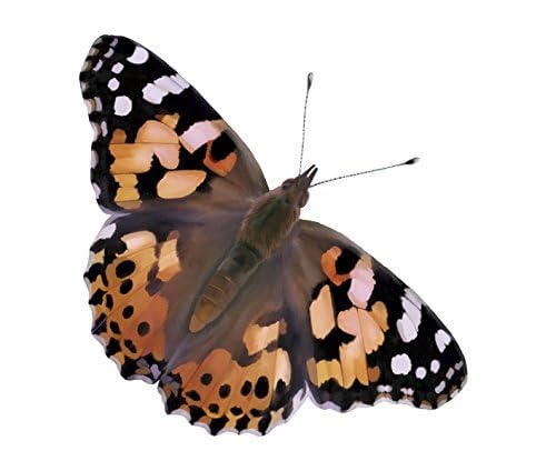 Foto 6 | Recambio Cup Of Caterpillars Insect Lore Para Jardín De Mariposas - Venta Internacional.