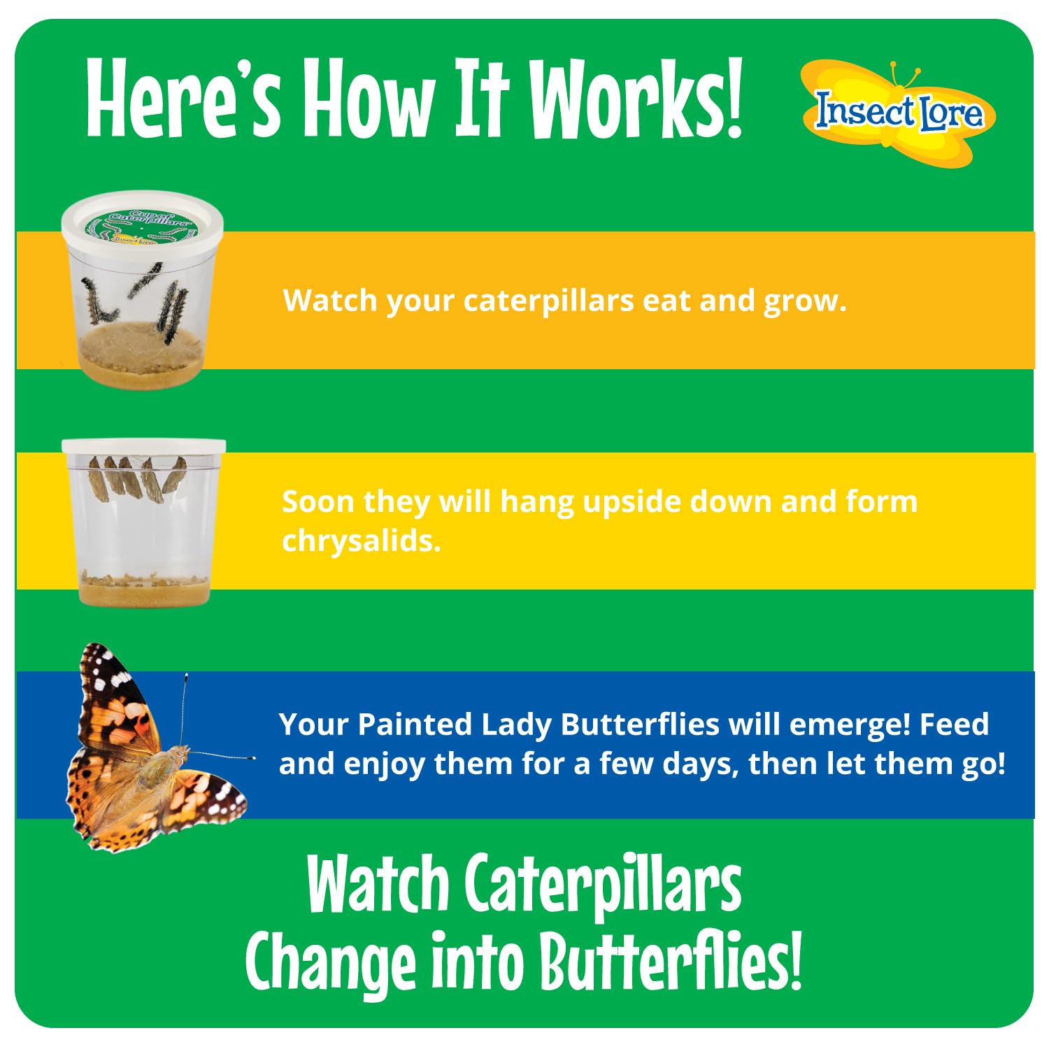 Foto 5 | Kit De Cultivo De Mariposas Insect Lore Birthday Con Orugas Vivas - Venta Internacional.